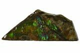 Iridescent Ammolite (Fossil Ammonite Shell) - Alberta, Canada #156786-1